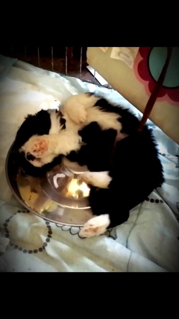 sleep in bowl
